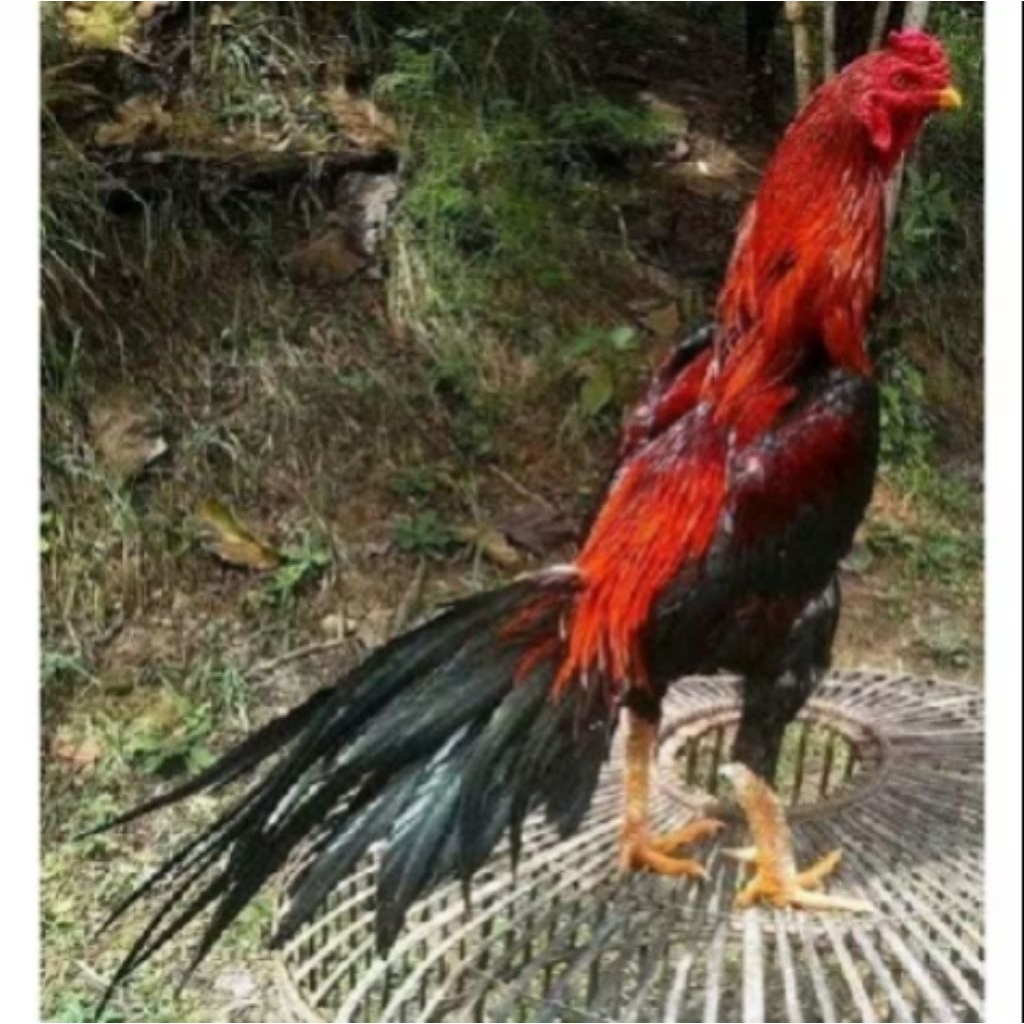 telur asli fertil ayam Bangkor ekor lidi