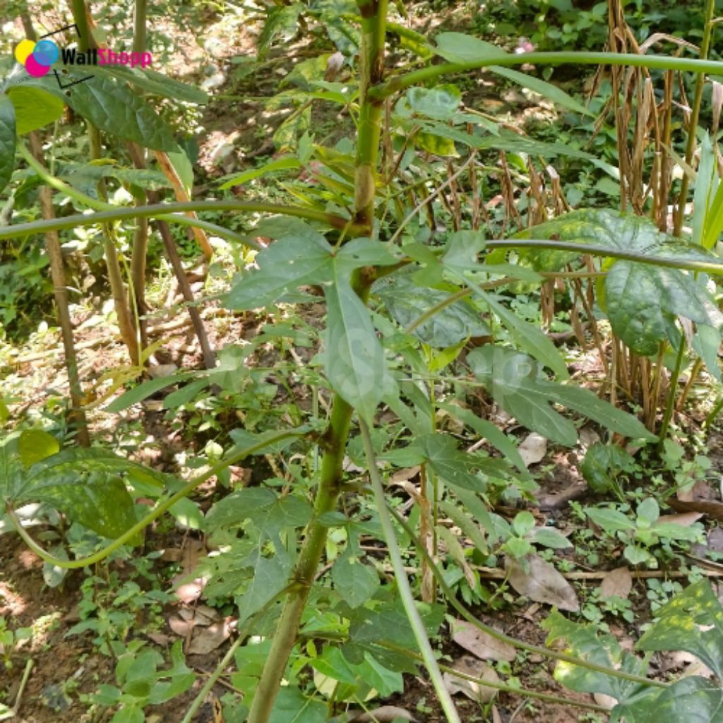 Bibit Singkong Papua Pakan Ternak Kambing Domba