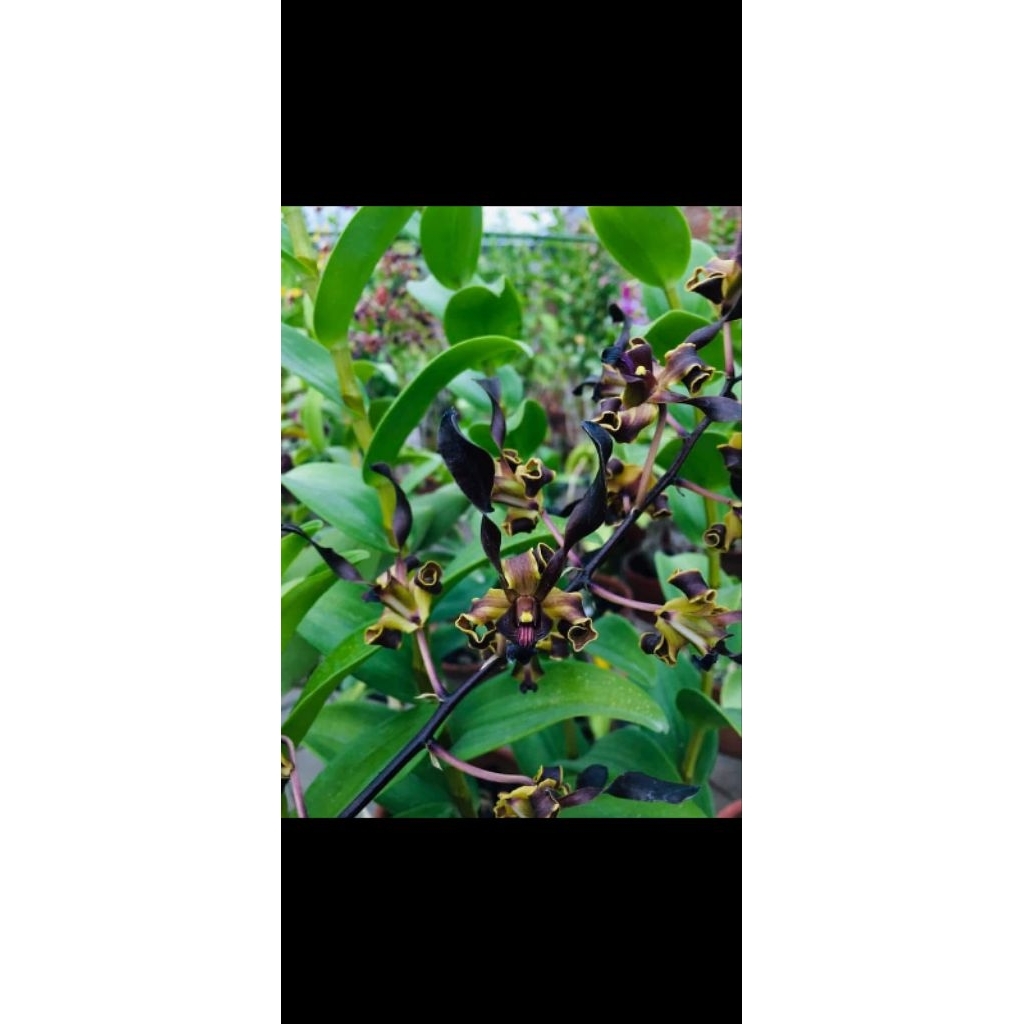 Promo tanaman hias anggrek dendrobium mpu gandring