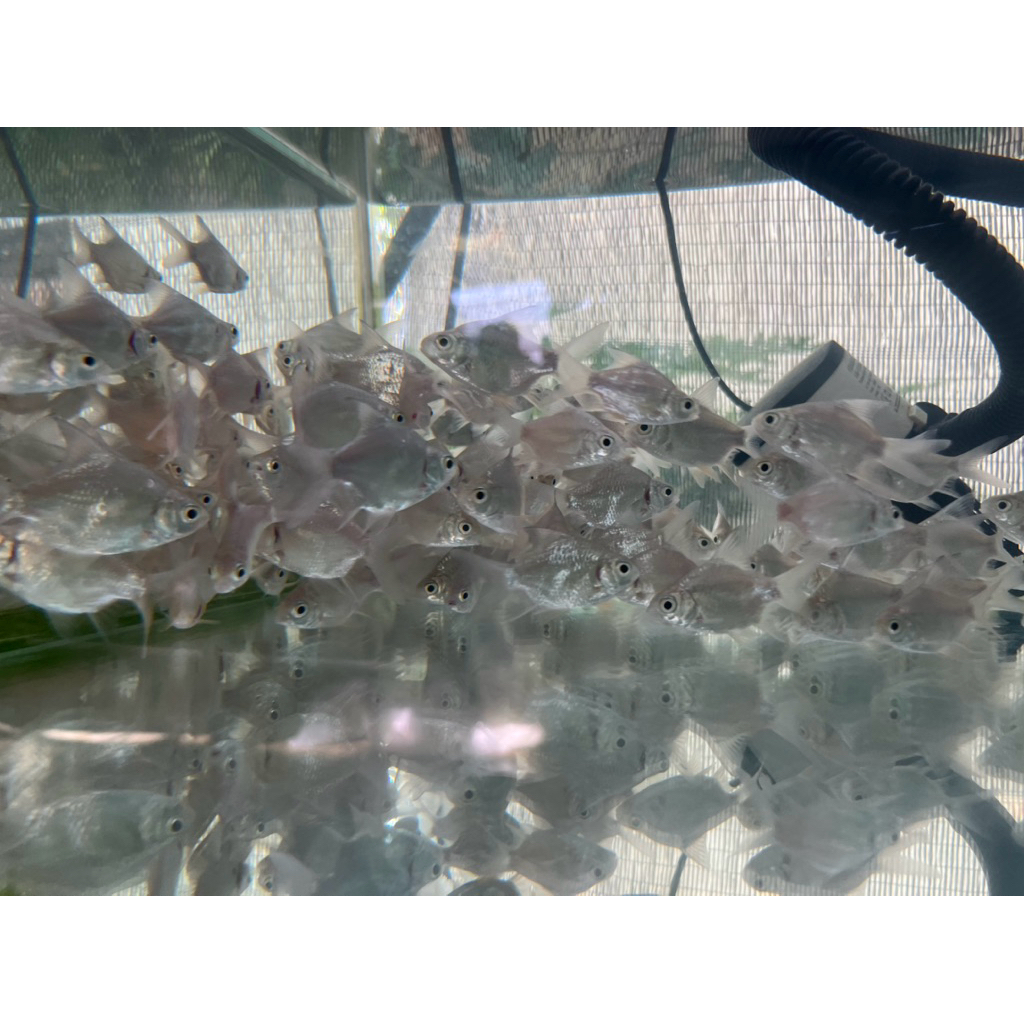 KAVIAT SB PLATINUM & ALBINO SIZE S 4-5CM BERGARANSI