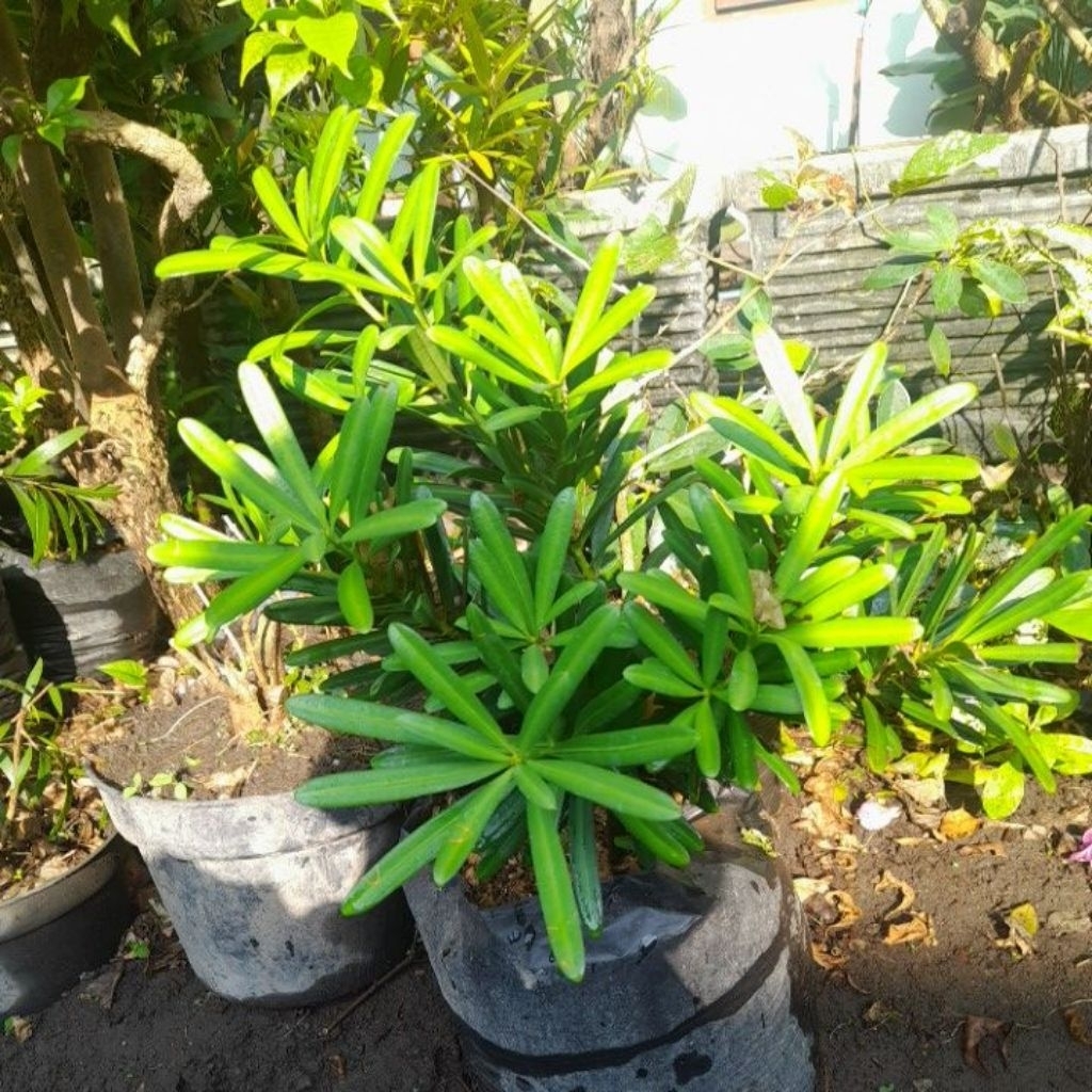 Tanaman Hias lohansung kapsul