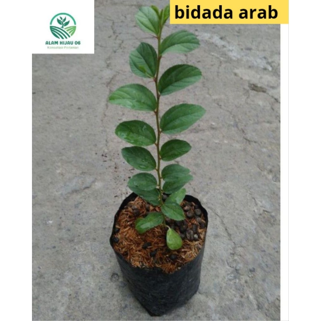 Pohon Bidara Arab Premium Tinggi 30-50 cm Bibit Bidara Arab Asli Original Rimbun
