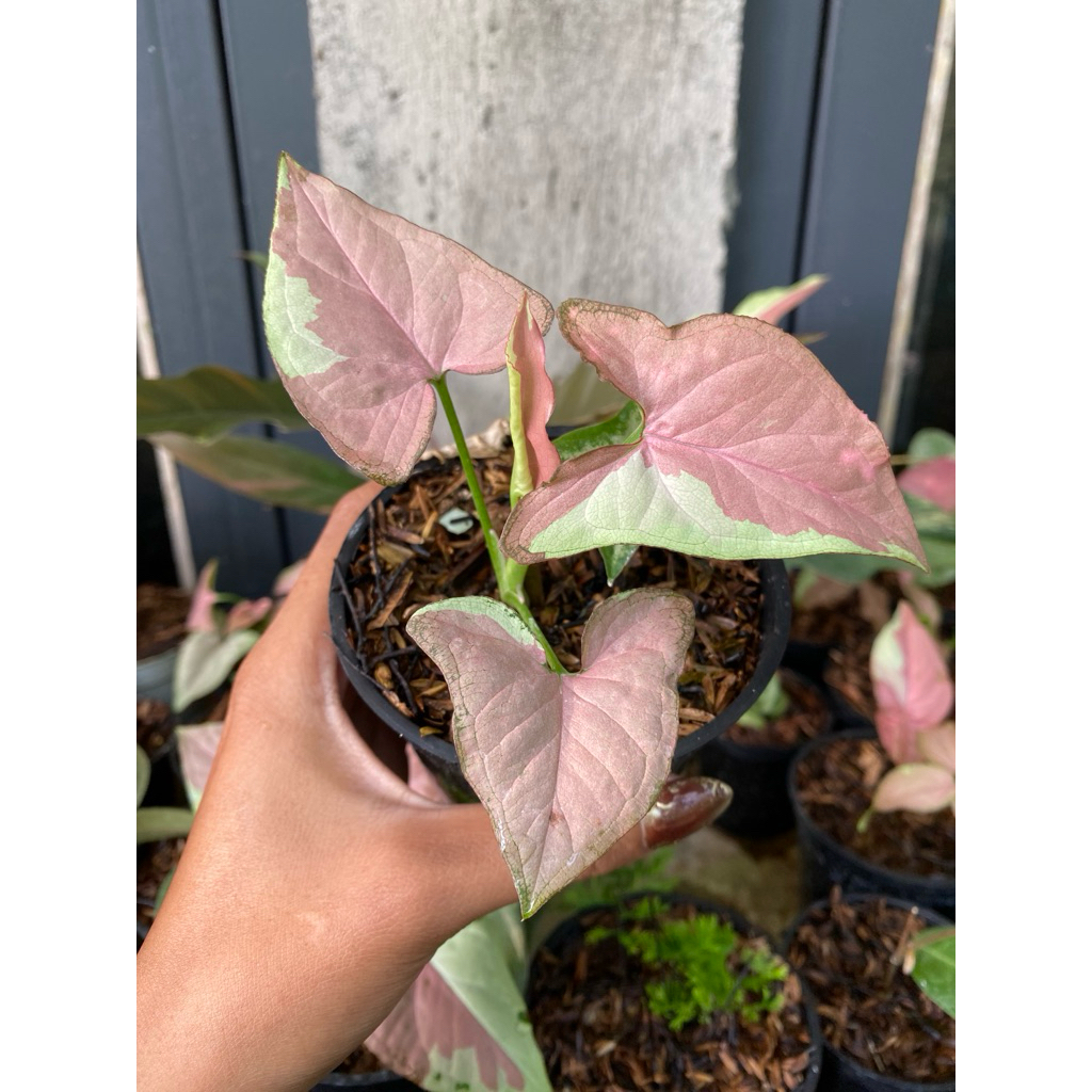 syngonium strawberry milk