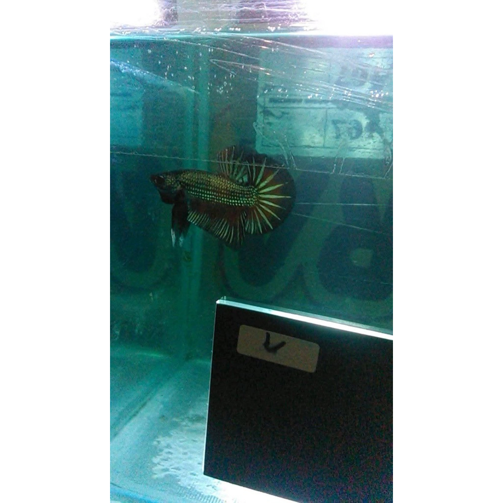 giant hmpk warna random