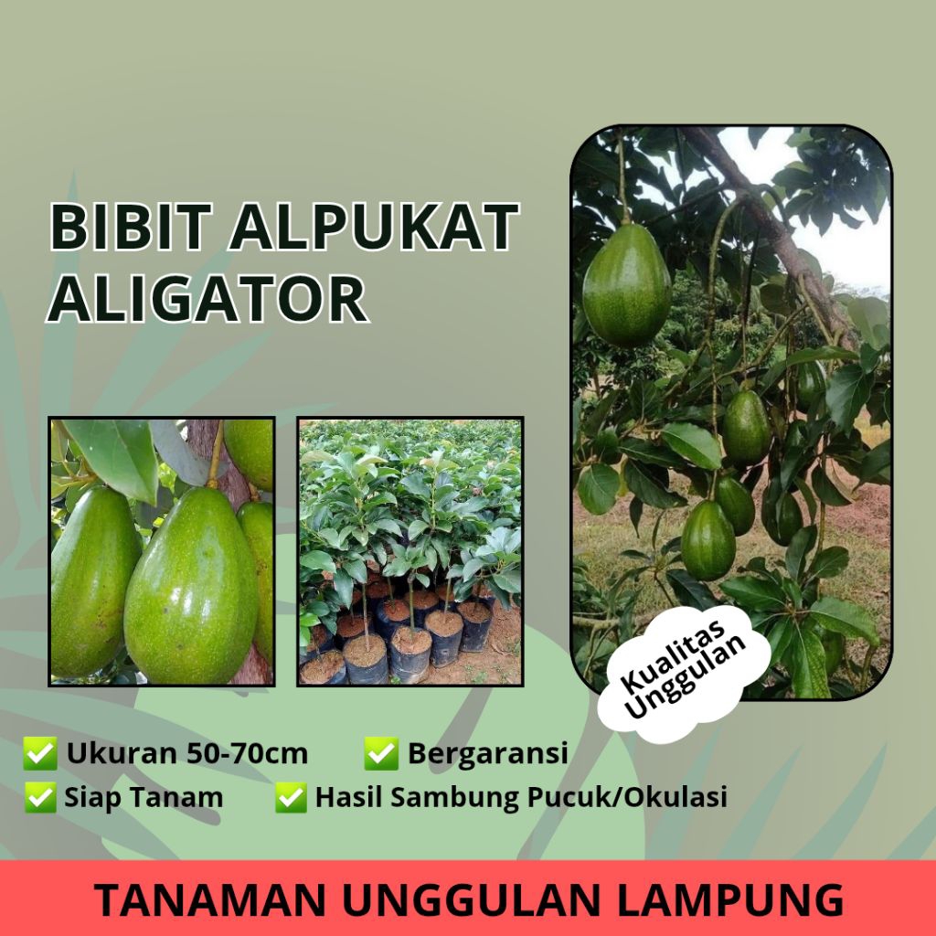 ( 2 PCS ) BIBIT ALPUKAT ALIGATOR - BIBIT ALPUKAT ALIGATOR JUMBO - BIBIT ALPOKAT ALIGATOR JUMBO UNGGU