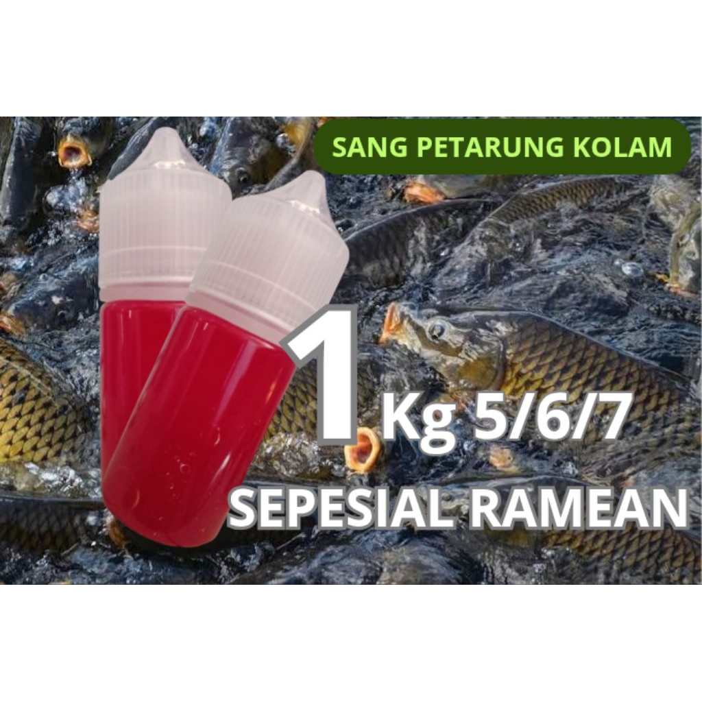 essen oplosan husus galatama ikan mas rame induk naek import