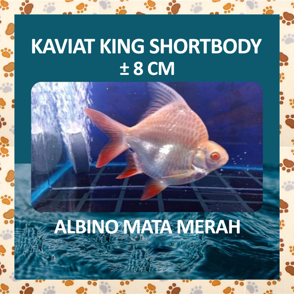 E71OPN Ikan Kaviat SHORT BODY KING ALBINO Grade A Bagus Hias Cantik Lucu Tank Mate Bersih Tank Arwan