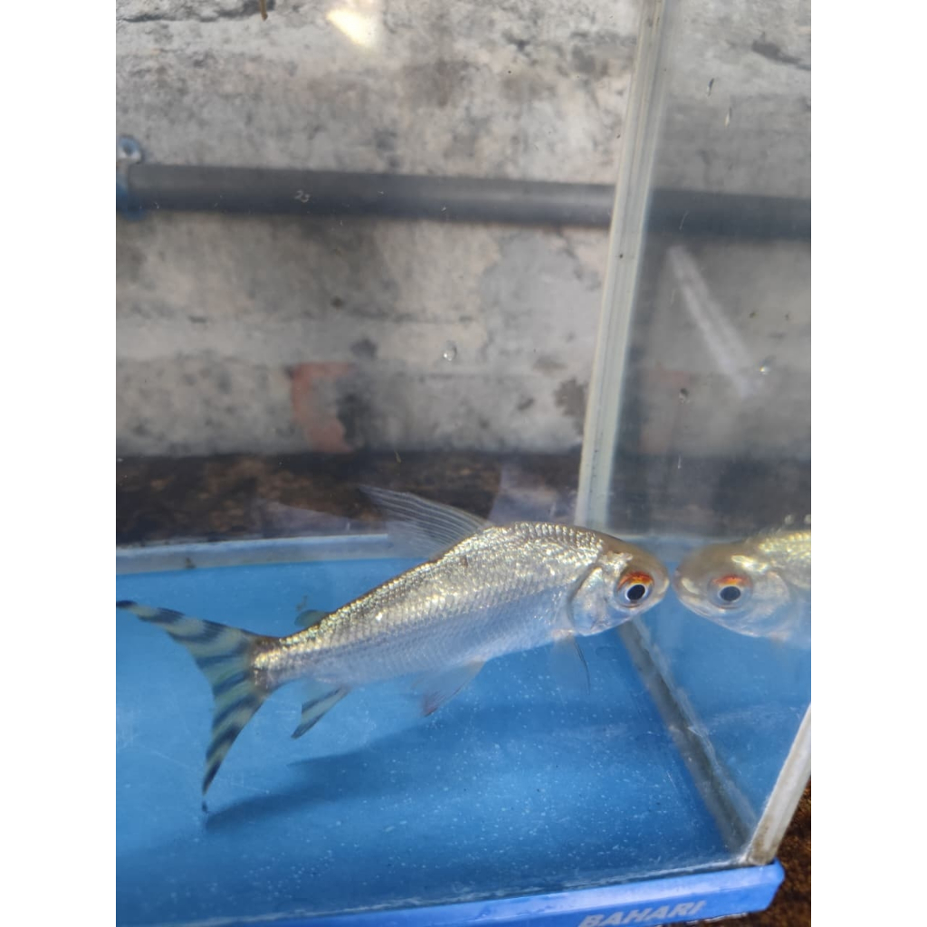 yellow feifeng/yff/yellow flagtail/american flagtail dekorasi hiasan akuarium