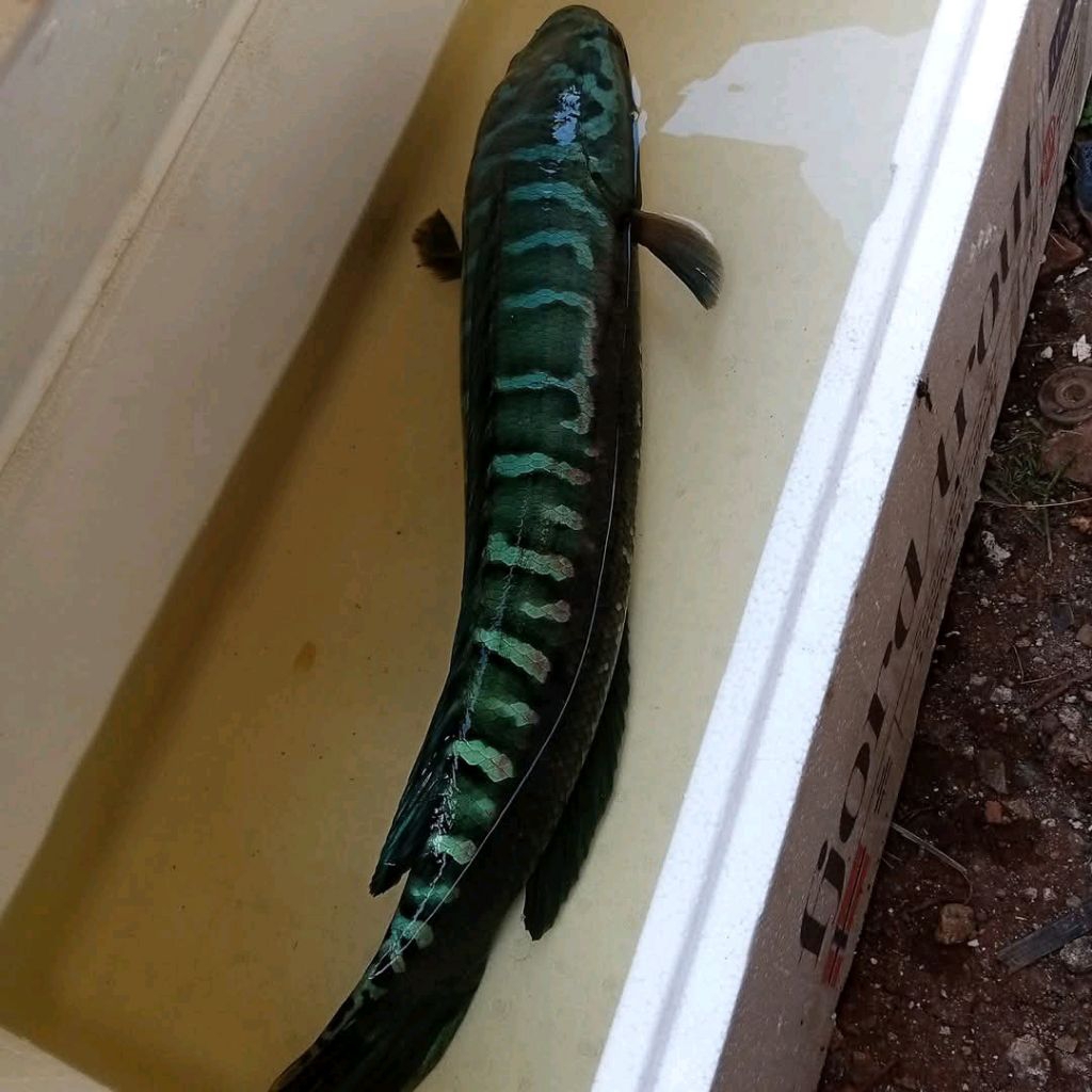 PAKET HEMAT 1EKOR TOMAN GOBLIN BIRU BAHAN. Rp 27.000