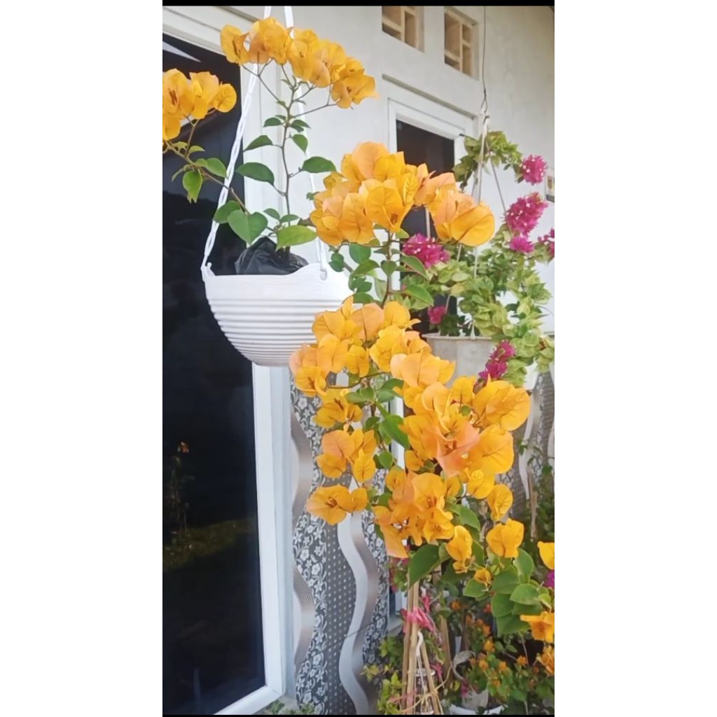 Bougenville Golden Rush