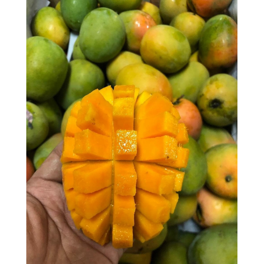 Mangga Harum Manis Premium Segar