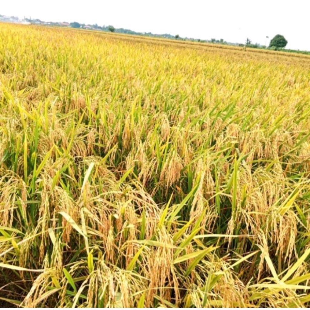 BENIH PADI CL 284 5KG