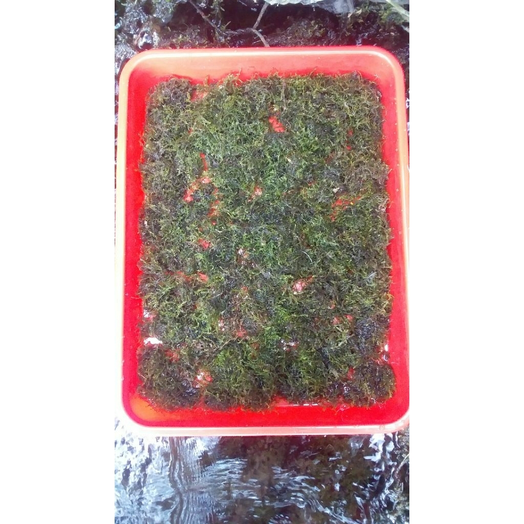Java moss