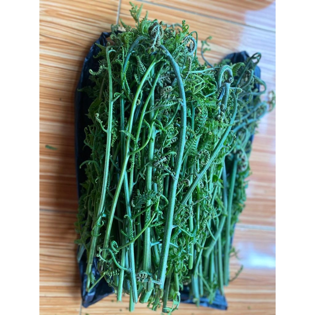 Pakis Sayur | Paku-Pakis Sayur Segar 1 KG