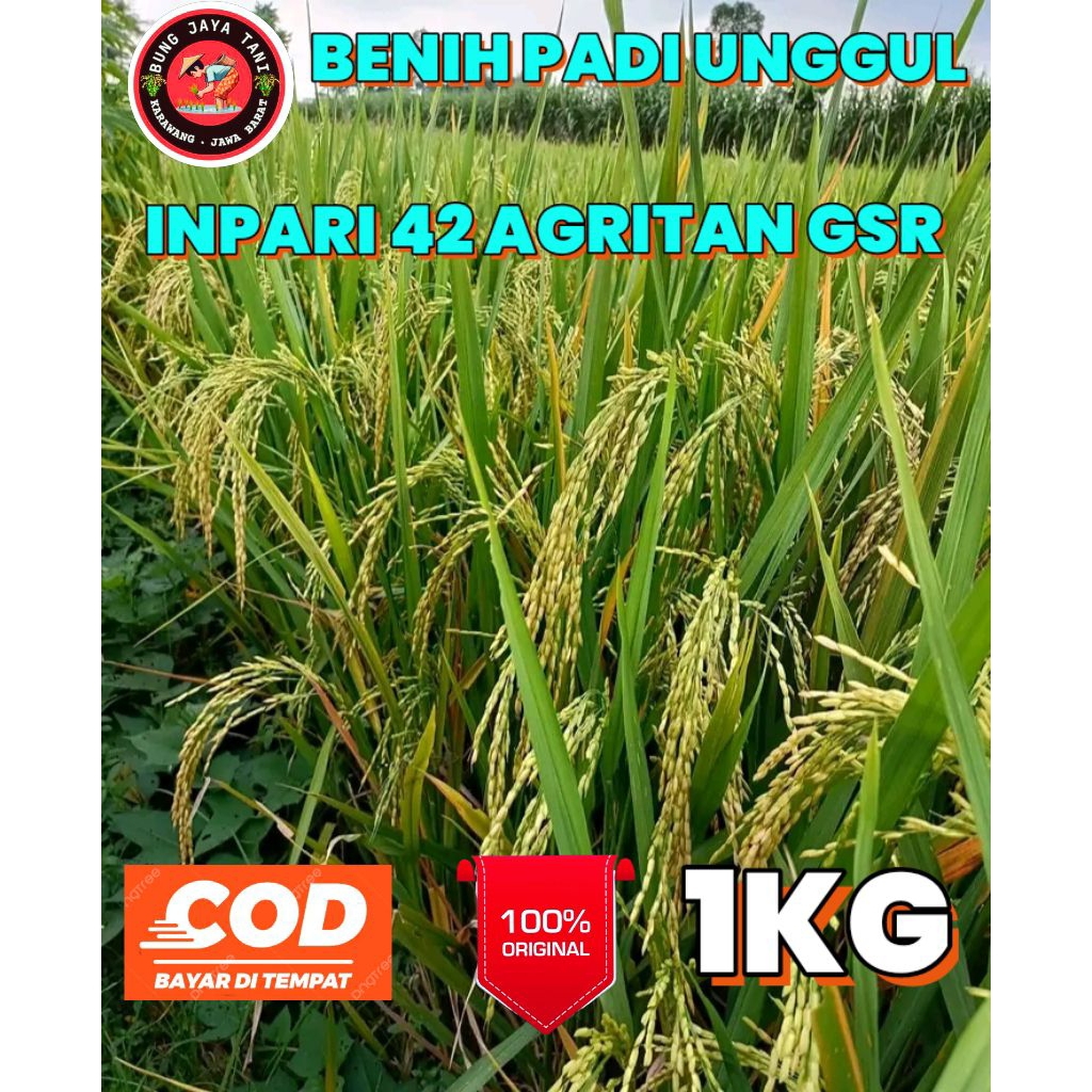 BENIH PADI UNGGUL BERKUALITAS INPARI 42 AGRITAN GSR KEMASAN 1KG