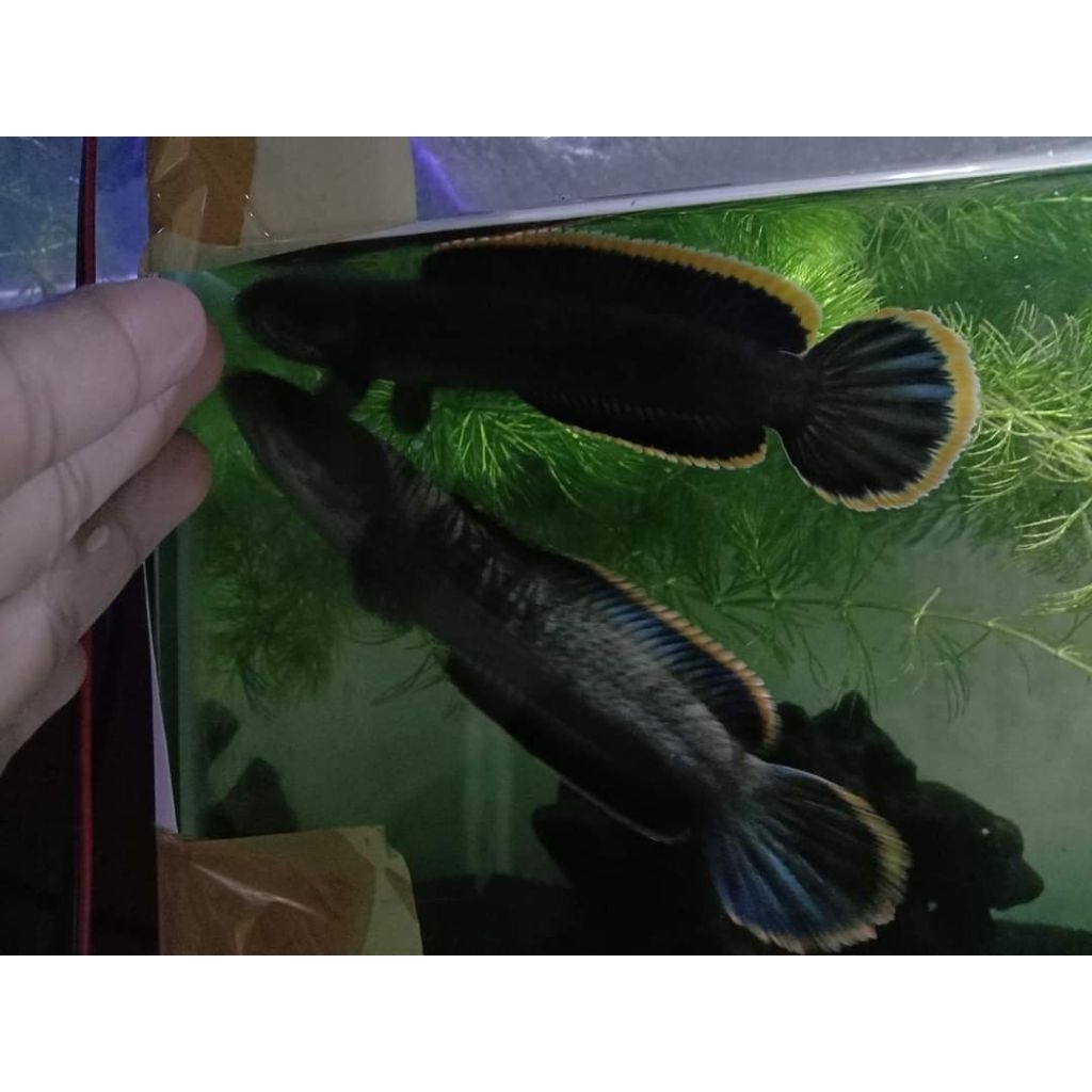 Chana limbata Pair proven 2 kali size jumbo