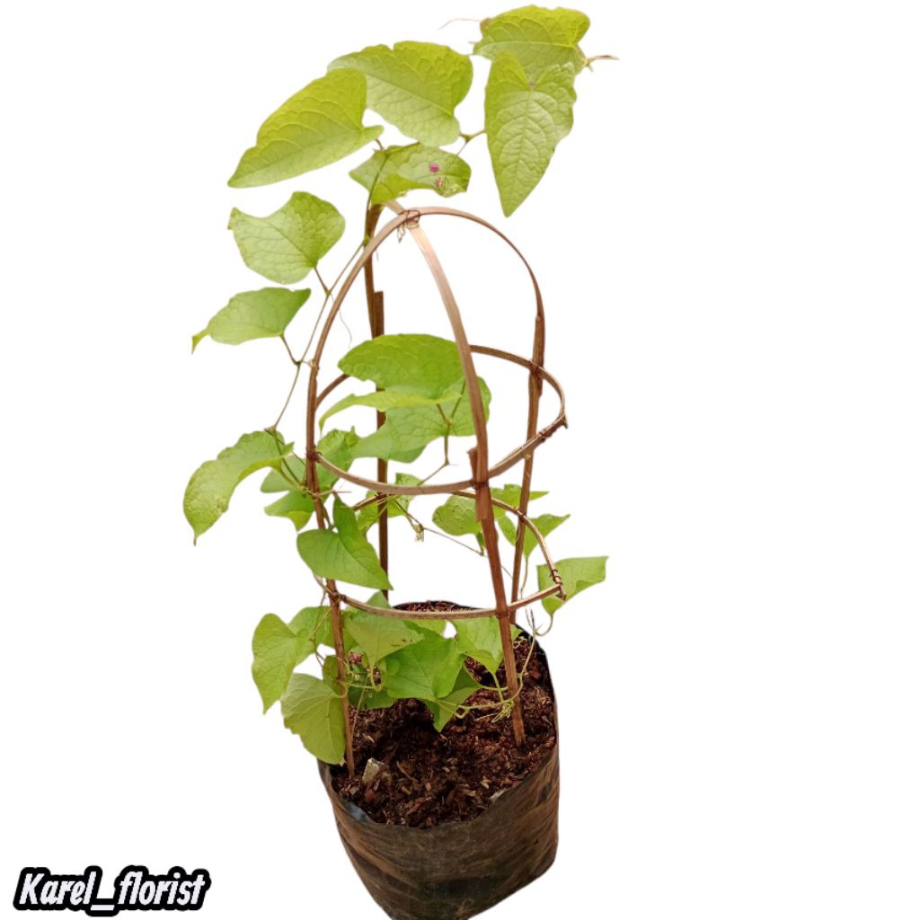 Tanaman air mata pengantin bunga merah muda