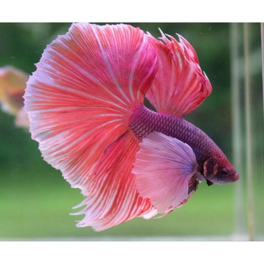 PROMO CUPANG HALMON AURORA PINK BAHAN WARNA CERAH SIZE M AWAL