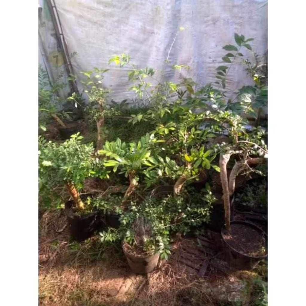 bonsai serut subur siap kawat uk small