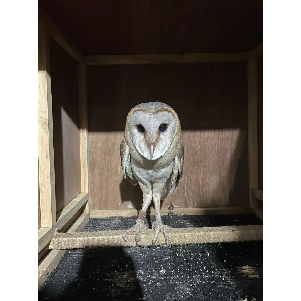 tyto alba jinak