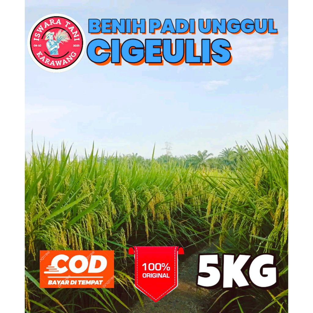BENIH PADI UNGGUL BERKUALITAS CIGEULIS KEMASAN 5KG