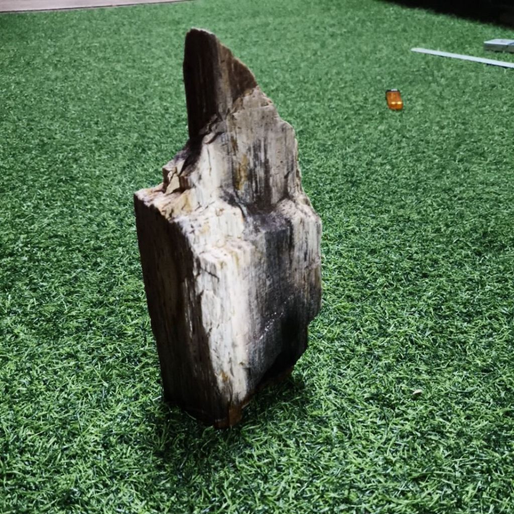 Batu fosil aquascape  kayu