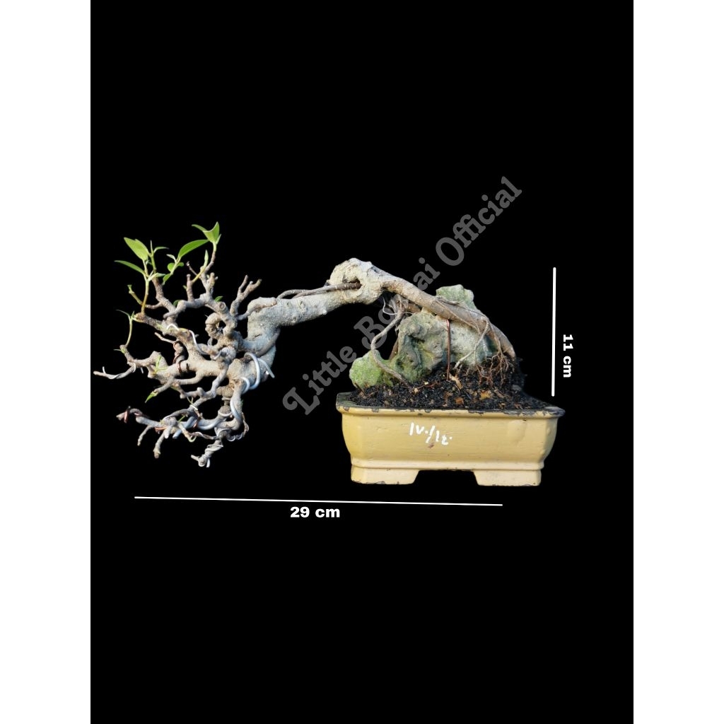 Bonsai Beringin / Ficus Benjamin OTR