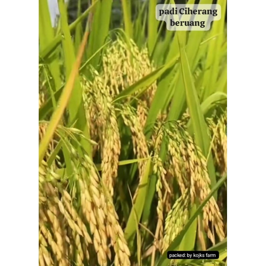 padi Ciherang beruang 5 kg