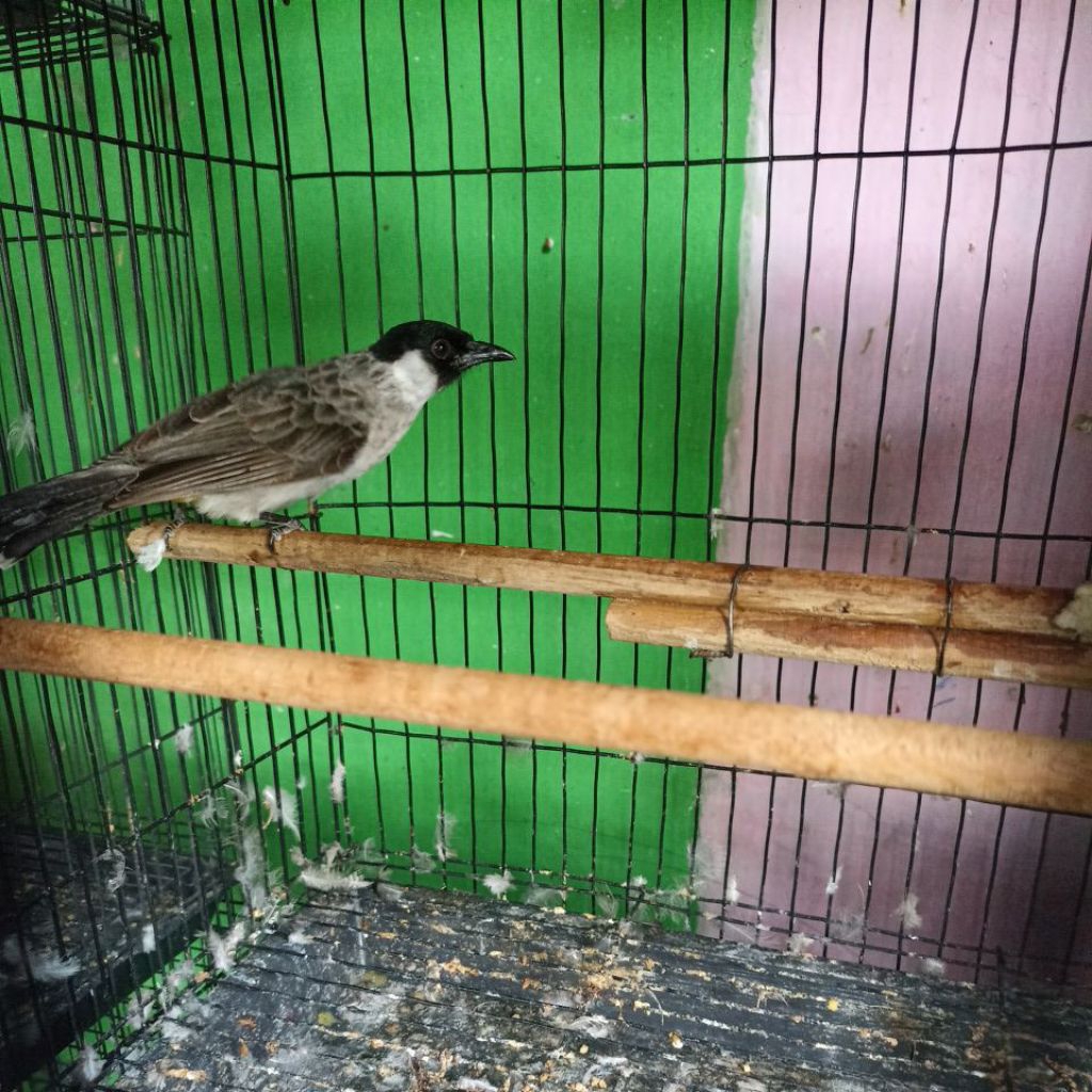 Burung Kutilang Jantan Asli Jawa Timur Bojonegoro jatim