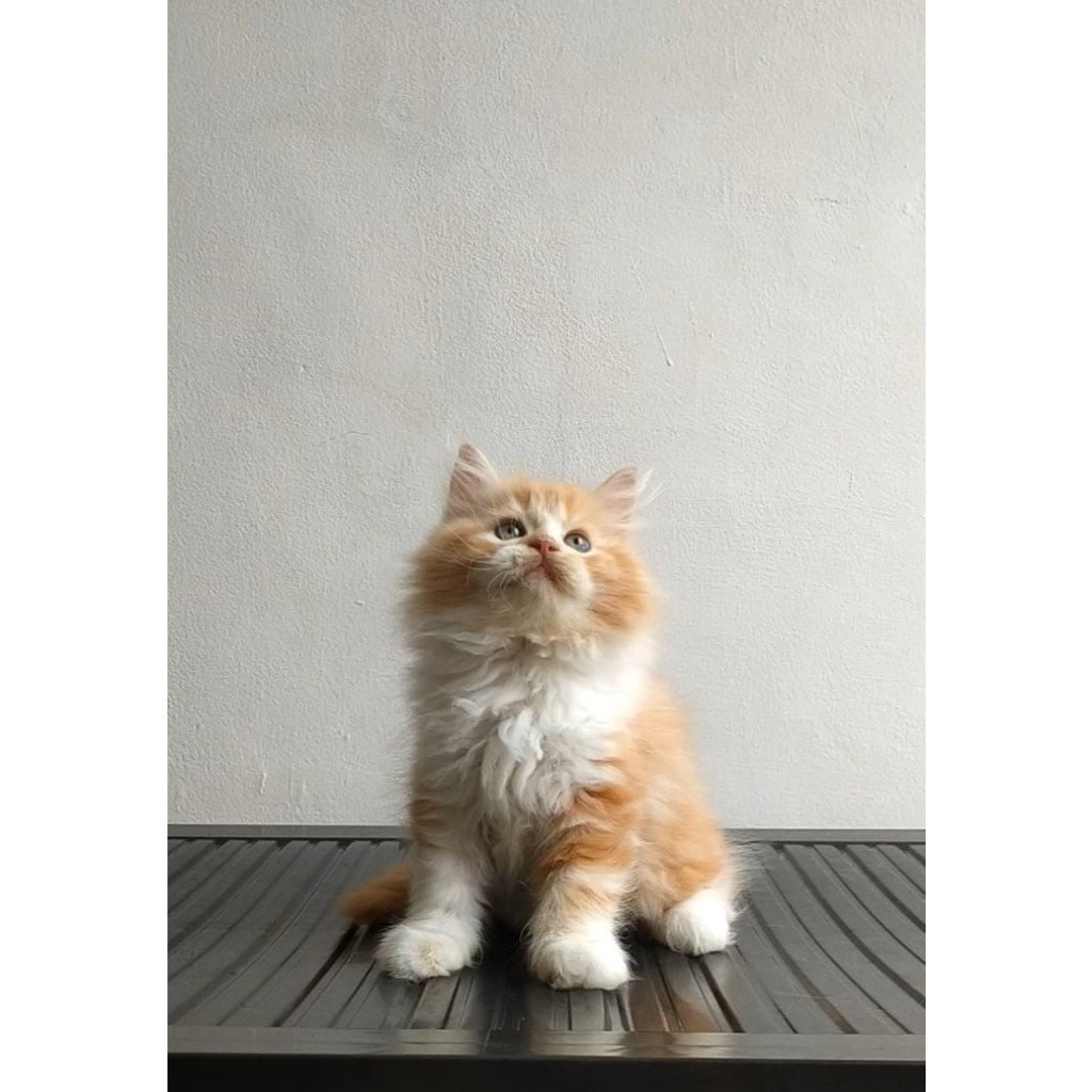 Kucing Persia Kitten