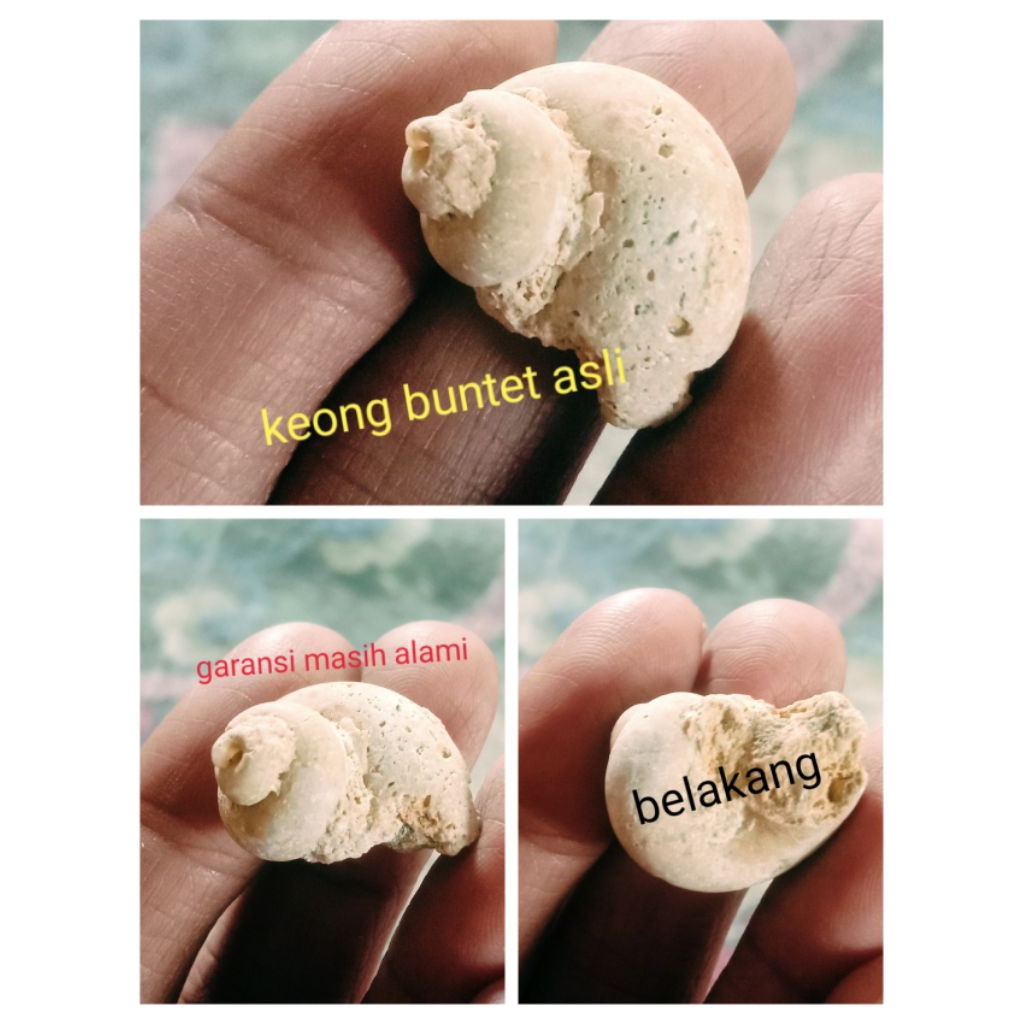 BATU KOLEKSI NATURAL KEONG BUNTET ASLI ALAMI garansi