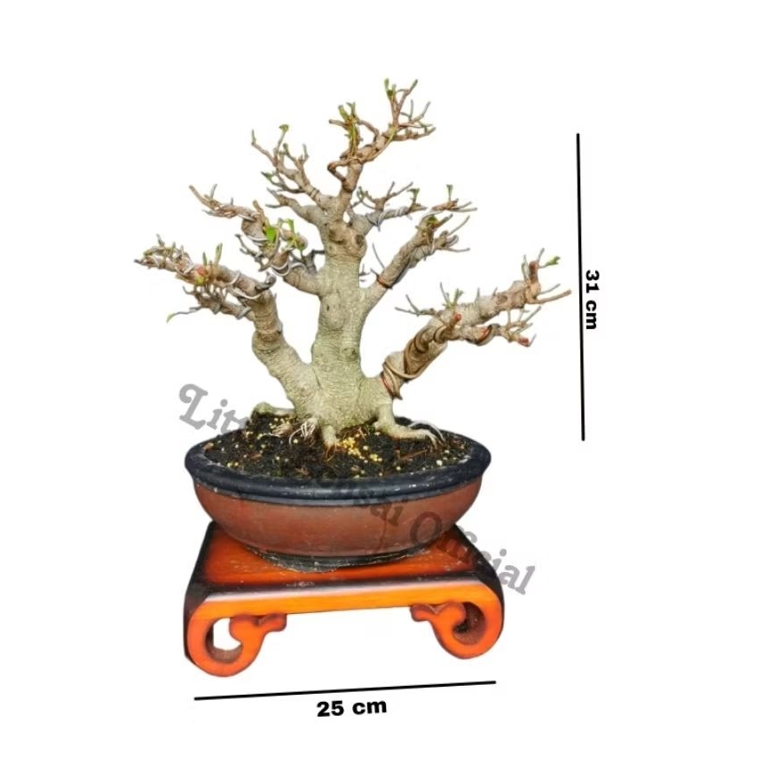 Bonsai Kimeng Small / Ficus Kimeng