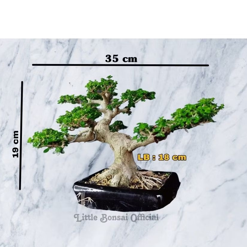 Bonsai Sancang / Sancang Small