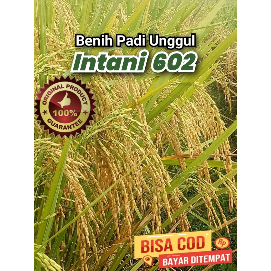 Benih Padi Hibrida INTANI 602 Kemasan 5 Kg Kualitas Super