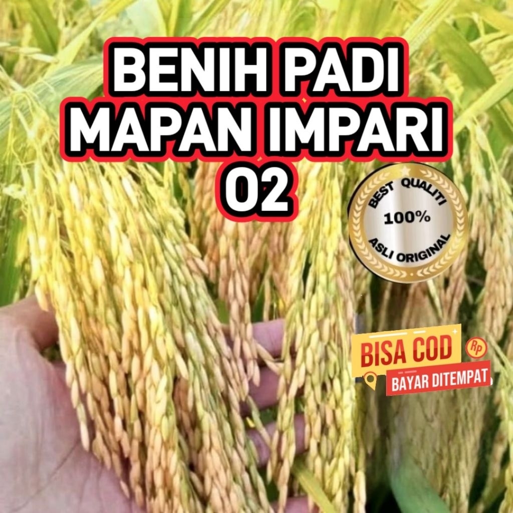 BENIH PADI MAPAN IMPARI UNGGUL BERKUALITAS  5kg