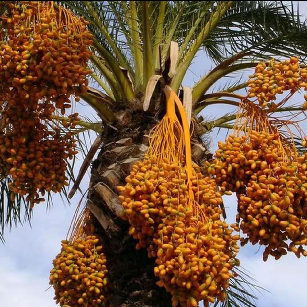 Pohon Buah Kurma Ajwa - Bibit Pohon Kurma Ajwa - Tanaman Buah Kurma Ajwa Usia 1 Tahun - Buah Kurma