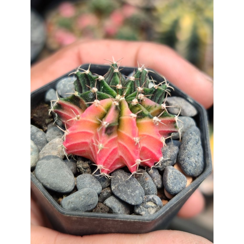 LB hybrid varigata seedling