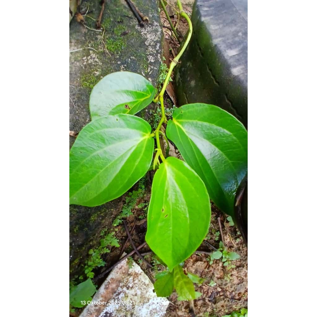 Daun Sirih hijau segar 25 lembar /DAUN SIRIH/DAUN SIRIH HIJAU