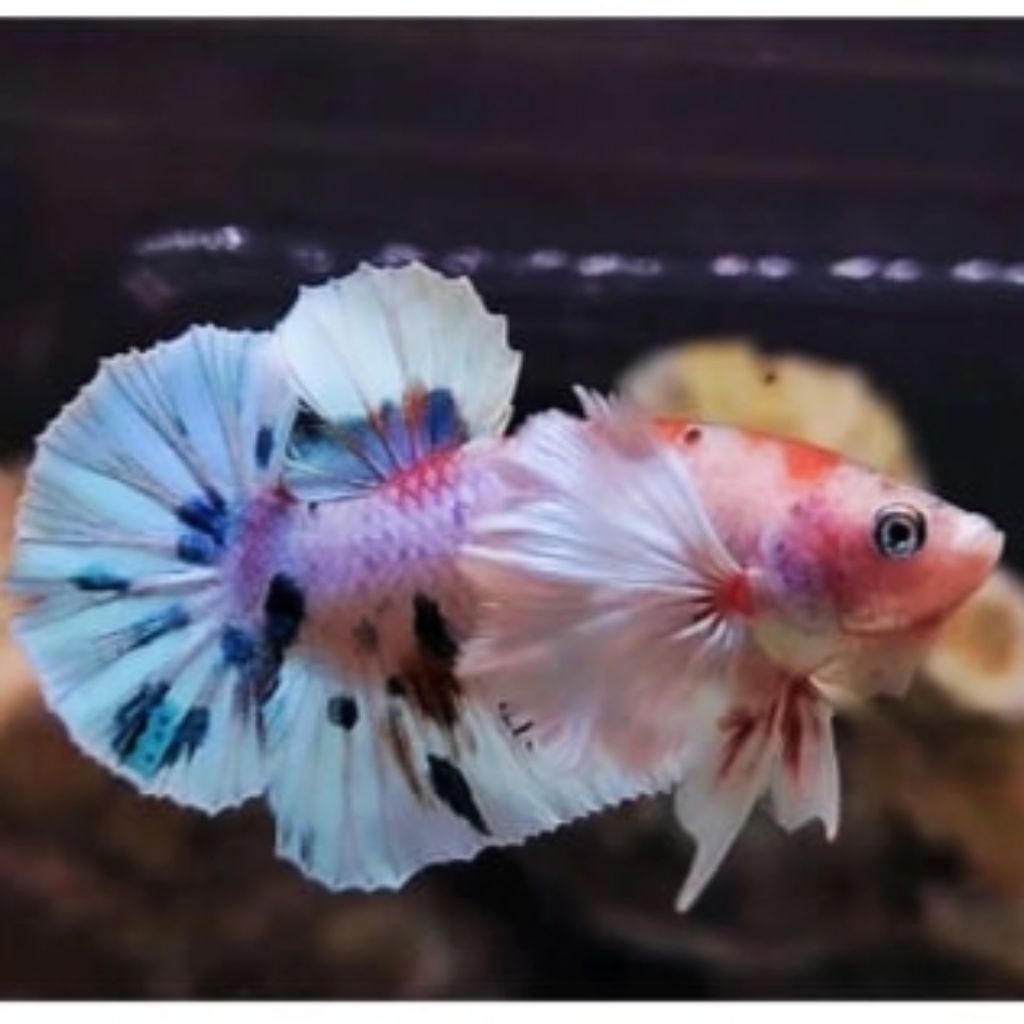 Dumbo ear series hiasan aquarium bahan mutasi