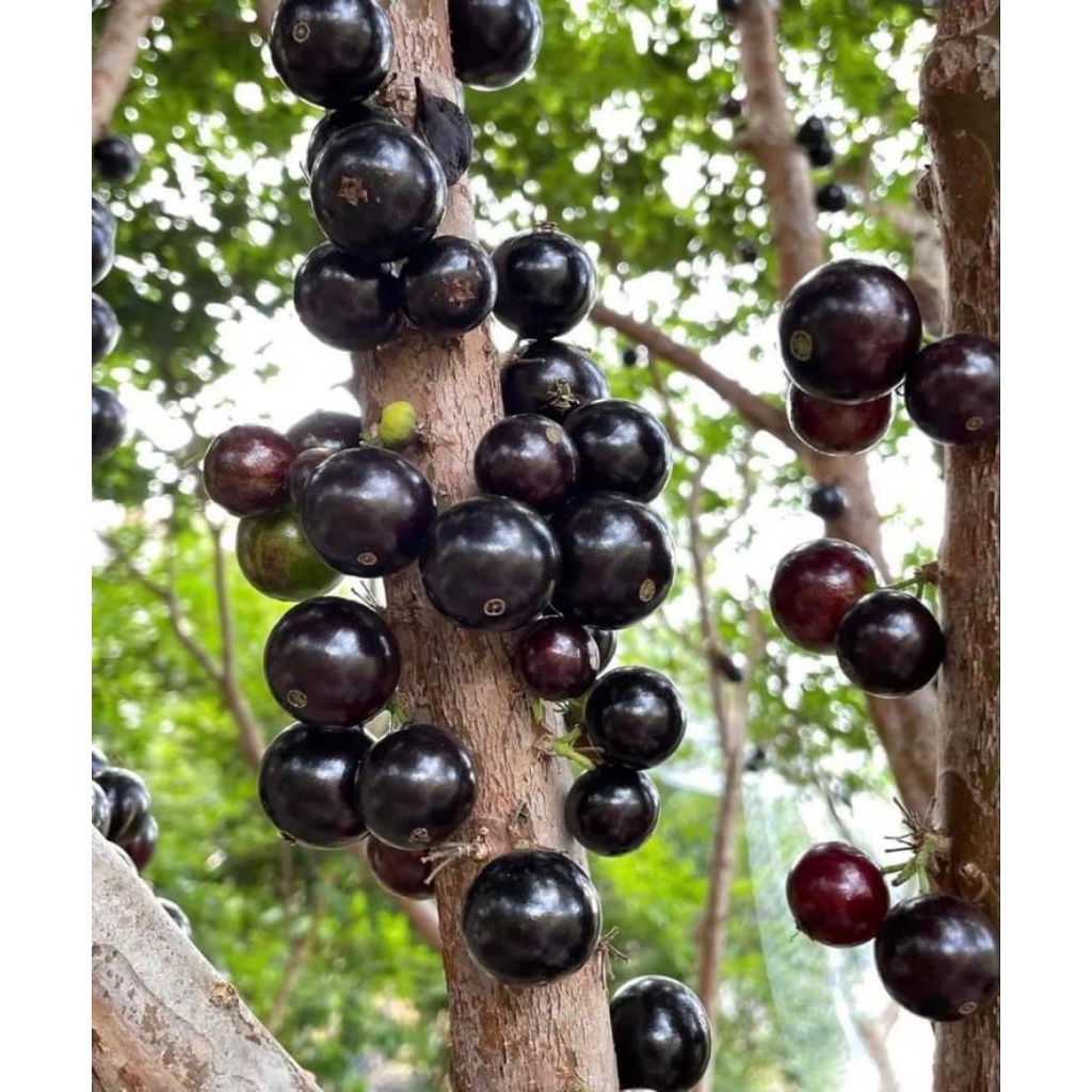 bibit anggur pohon jenis preco hasil OKULASI