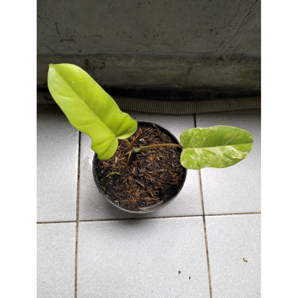 Paradise Beauty Varigata(Flobe  X Paradiso Verde)