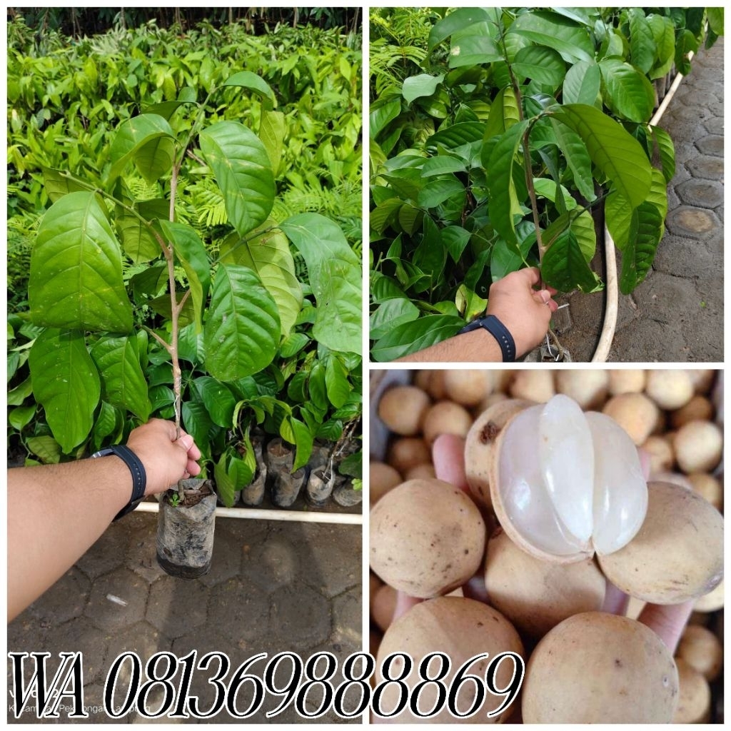 bibit duku komering unggul