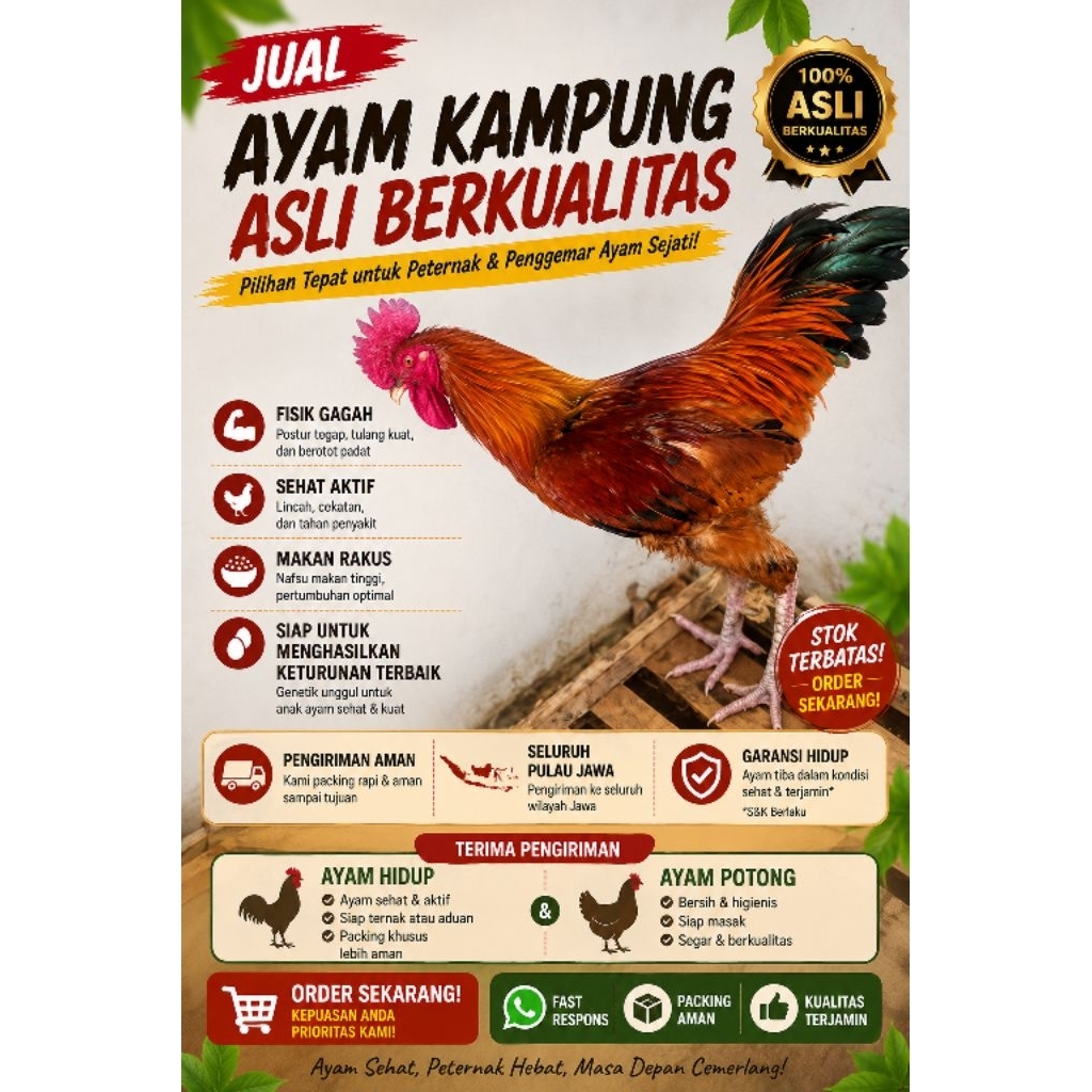 Ayam kampung asli jago Hidup