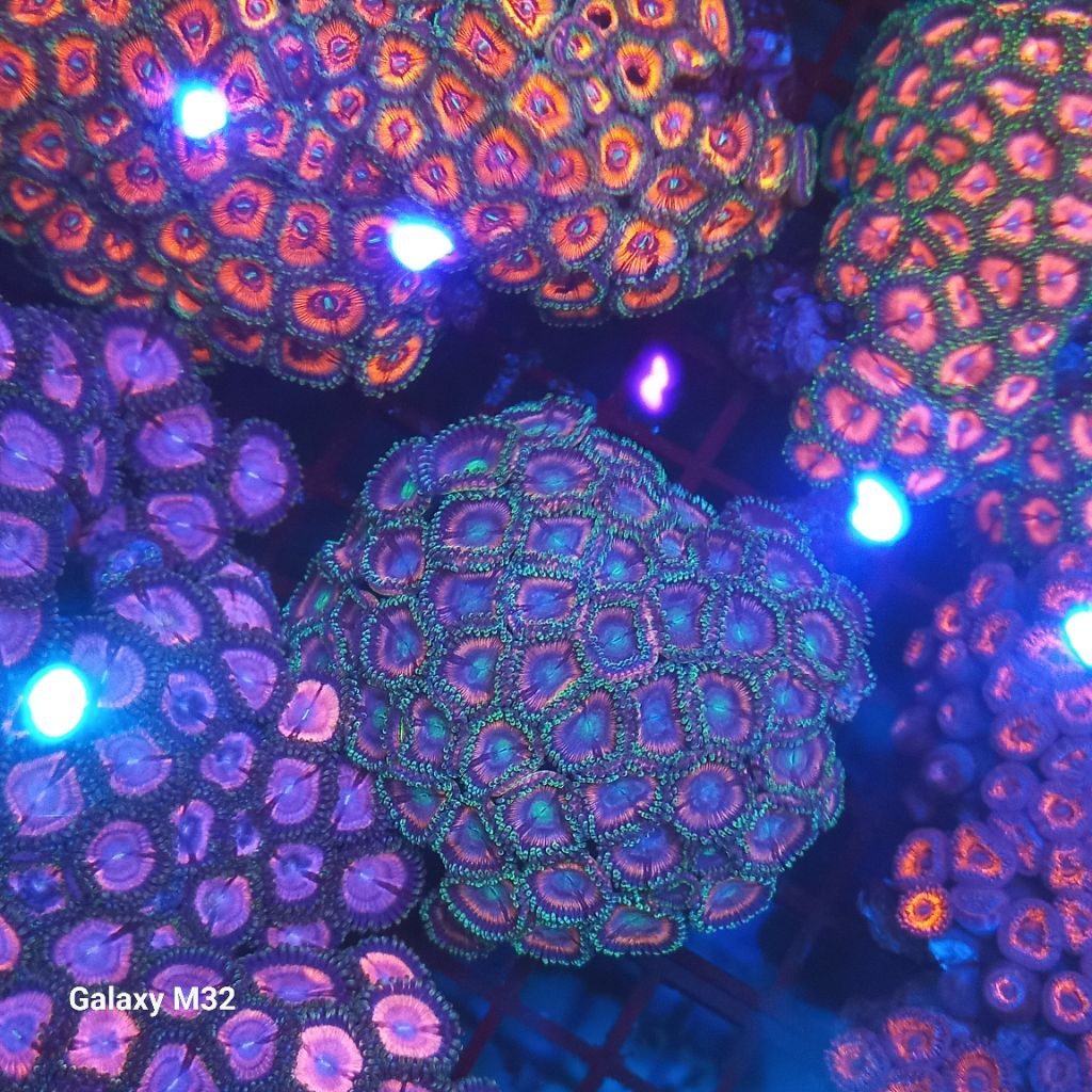zoa mini koloni 14