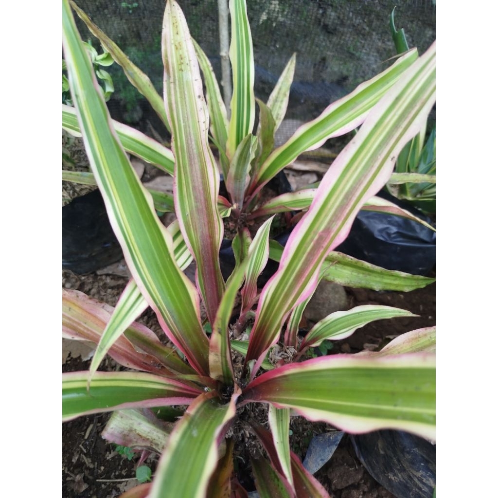 dracena tricolor/nanas nanasan/tricolor