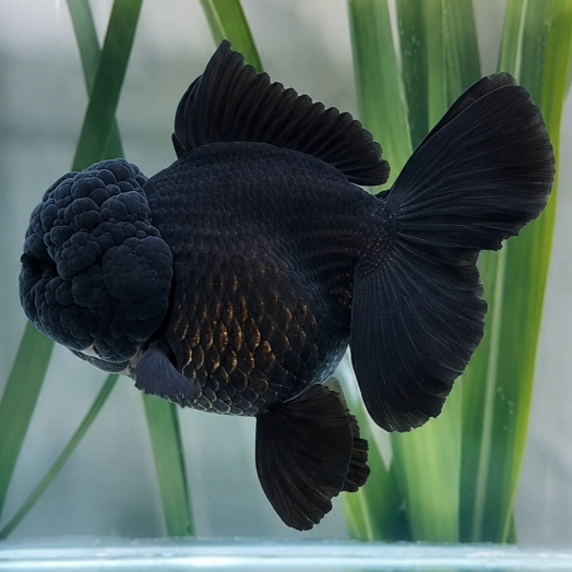 Mas koki Oranda black promo isi 4pcs