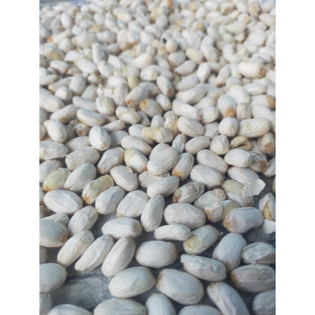 Biji Jarak Kupas 50 biji