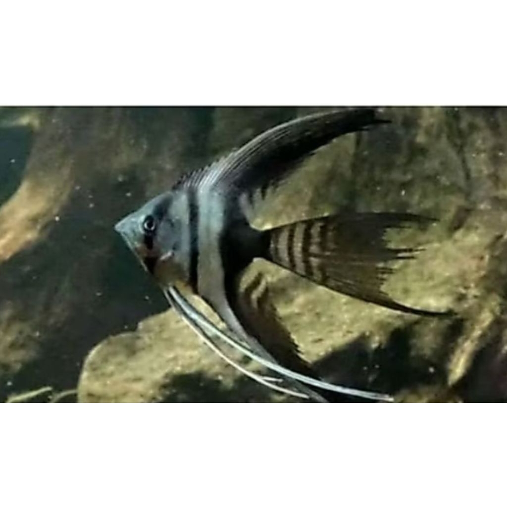 MANFISH SLAYER PER EKOR