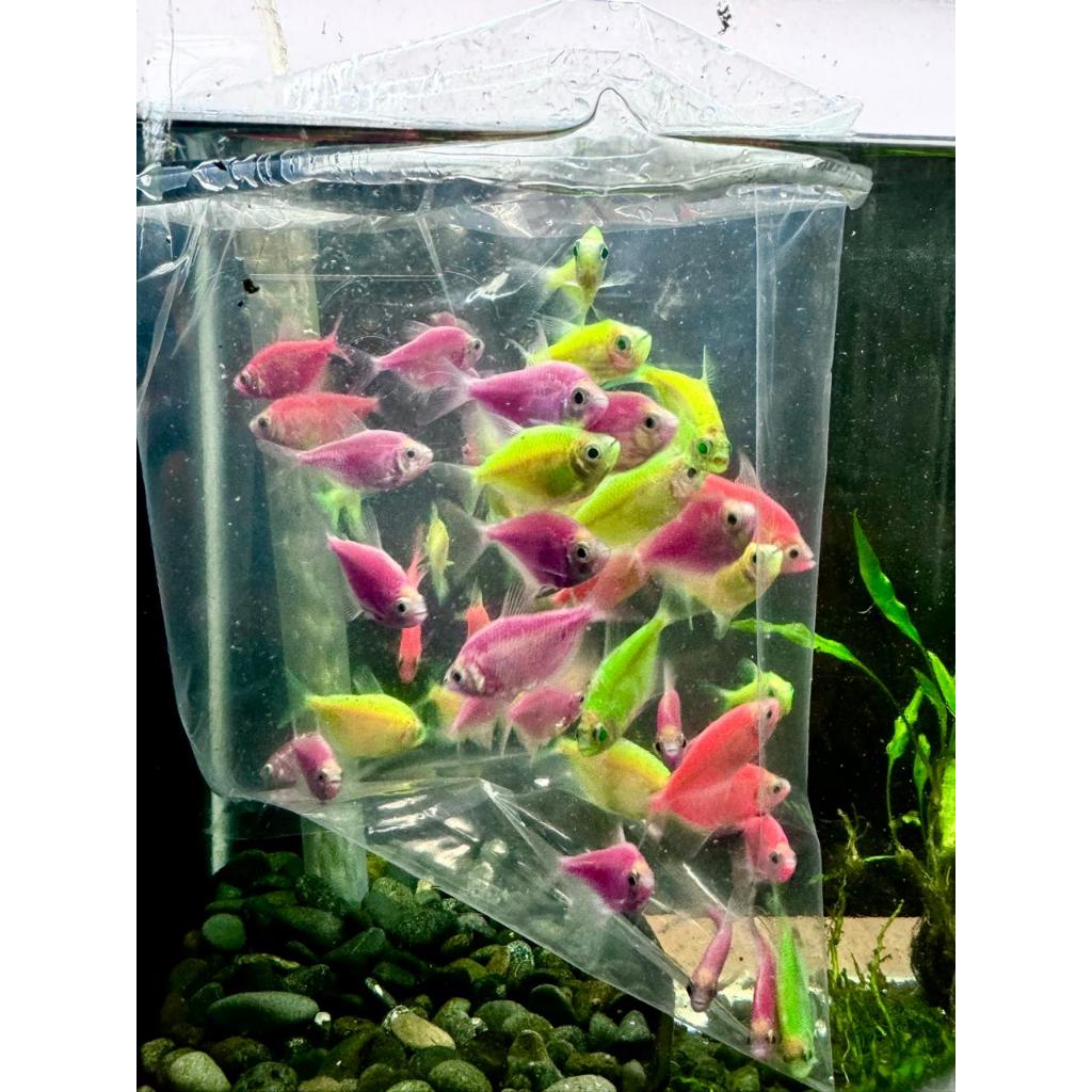 Ikan Hias Glofish / Glow Fish Aquarium Warna Warni