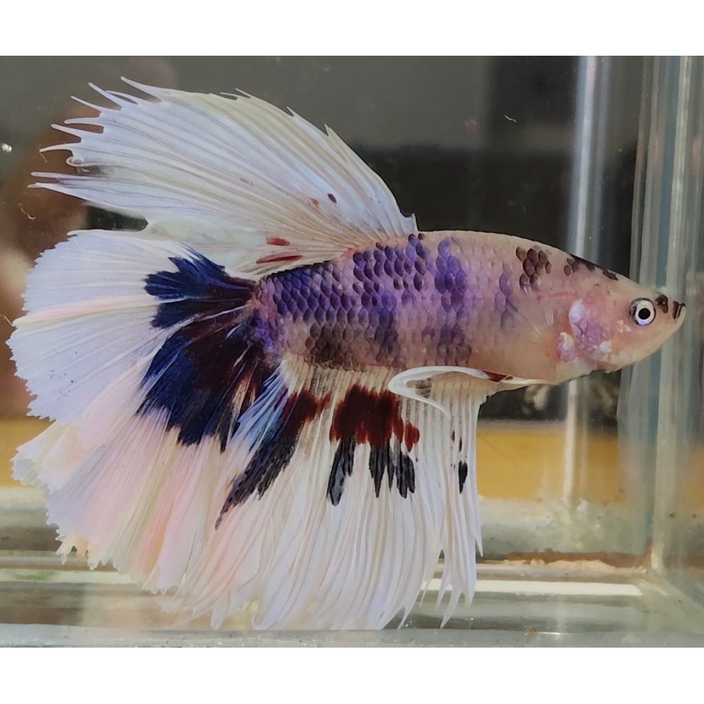 Halfmoon Fancy